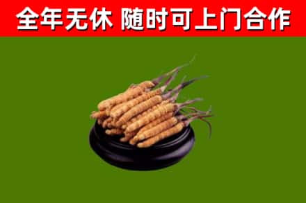 利州烟酒回收冬虫夏草.jpg